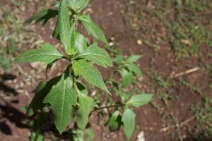 10351332_1436700179934128_94626648191606437_n