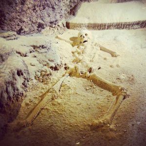 10456416_1435046060099540_7190587025477233764_n