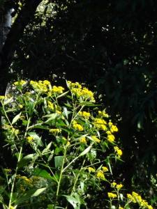 10468209_1437534416517371_8143586730553464563_n