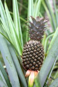 10505391_1434495076821305_7833053357447248697_n