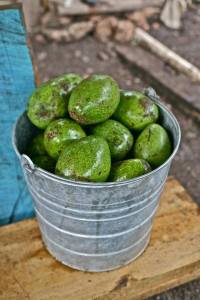 10522745_1444446705826142_9084343358462938825_n