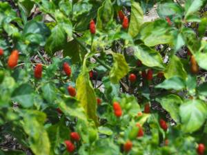 10659286_1461315490805930_4866458322604603204_n