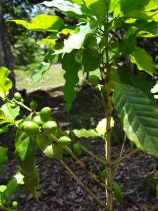 10665165_1461316270805852_6511629790373528228_n