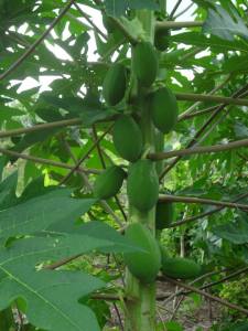 10704080_1469130860024393_8026674401686694936_n