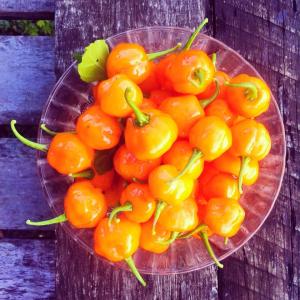 10628578_1494310624173083_4658855800966178714_n