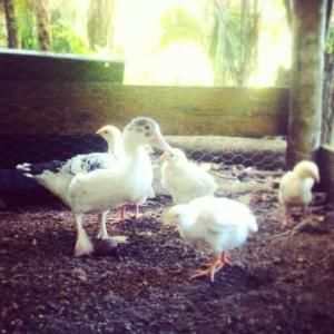 10845972_1504842669786545_7414163739593911125_n