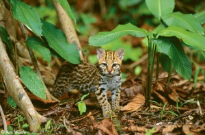 A Ocelot kitten on the rainforest floor looks as if it just woke up from a nap.