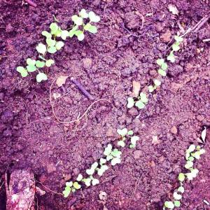 10685593_1535786303358848_3553050183337131068_n