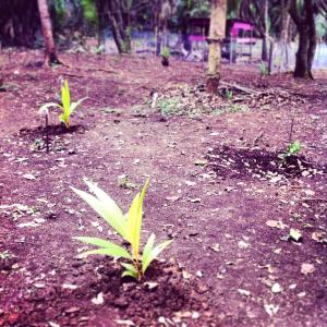 11016075_1535786470025498_2898232675342664443_n