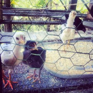 1560604_1552080048396140_2667799235784360276_n