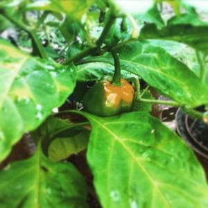 10644978_1587150058222472_151009732556718839_n