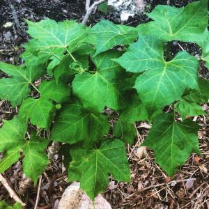 11403041_1587150041555807_2871136864490090979_n