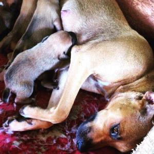 11403093_1587149834889161_468893782484710635_n